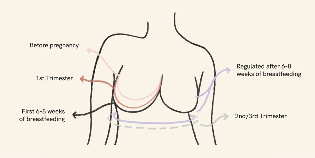 breast changes diagram