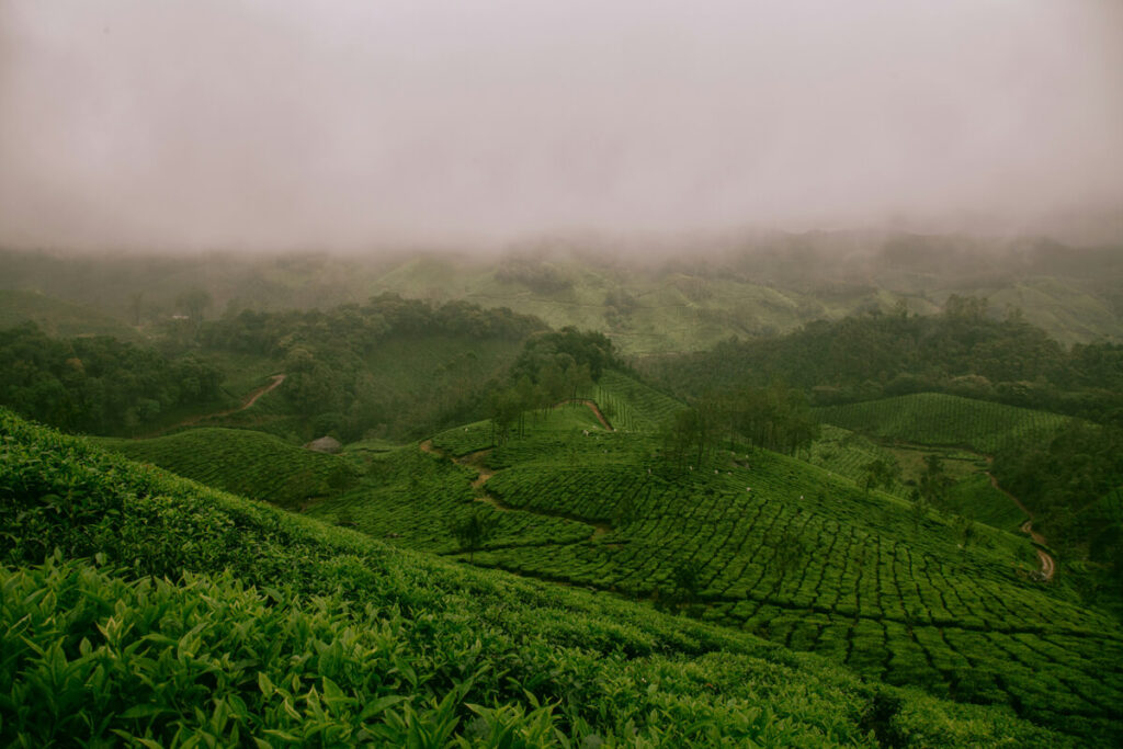 tea fields